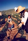 A little farming help from the young ones